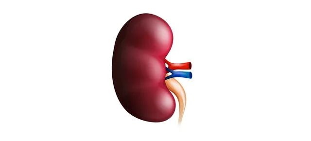 Illustration of a kidney